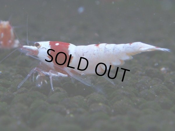画像1: 064　C【4＋1】SHRIMP AWARD3連覇ブランドも超特価放出！SUPER FARM O2 (1)