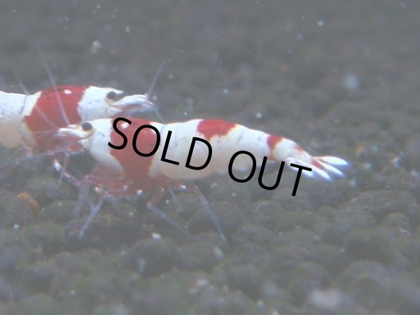 画像1: 072　C【4＋1】SHRIMP AWARD3連覇ブランドも超特価放出！SUPER FARM O2 (1)
