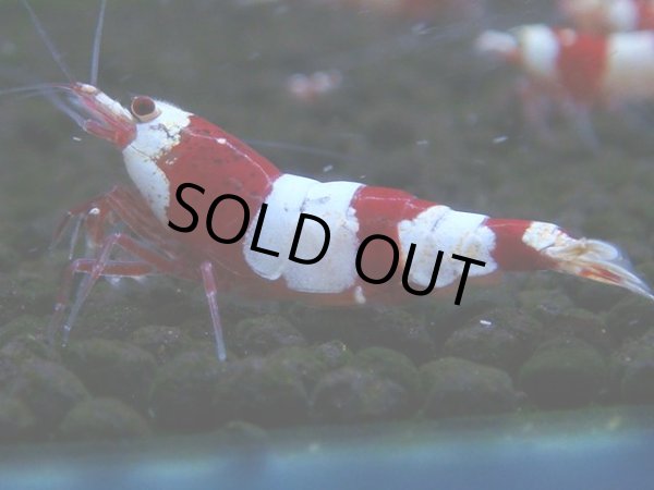 画像1: 066　C【4＋1】SHRIMP AWARD3連覇ブランドも超特価放出！SUPER FARM O2 (1)