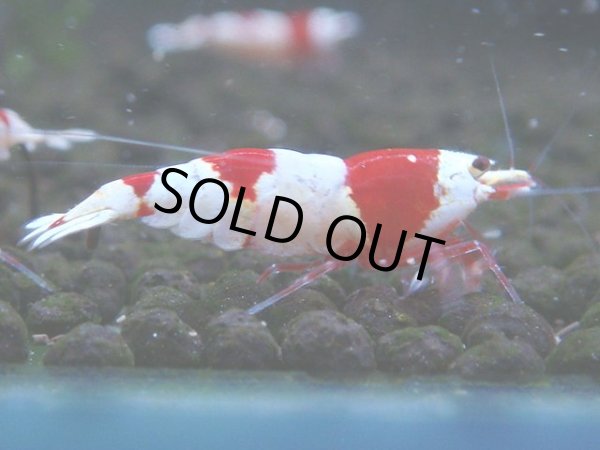 画像1: 069　C【4＋1】SHRIMP AWARD3連覇ブランドも超特価放出！SUPER FARM O2 (1)
