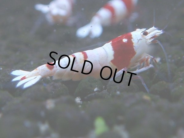 画像1: 057　C【4＋1】SHRIMP AWARD3連覇ブランドも超特価放出！SUPER FARM O2 (1)