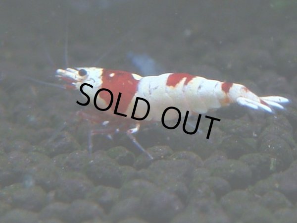 画像1: 079　C【4＋1】SHRIMP AWARD3連覇ブランドも超特価放出！SUPER FARM O2 (1)