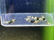 画像2: 002　C【4＋1】HY shrimp BFT2ペア4匹セット＊4＋1イベント１点扱い (2)