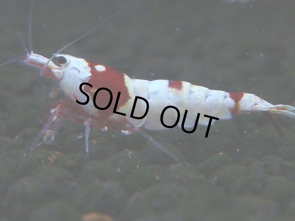 画像1: 054　C【4＋1】SHRIMP AWARD3連覇ブランドも超特価放出！SUPER FARM O2 (1)