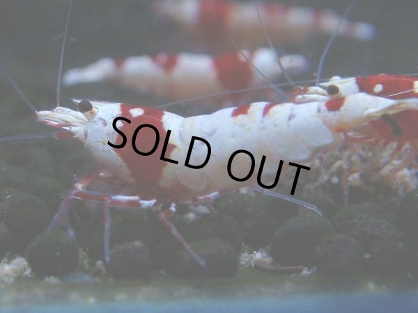 画像1: 077　C【4＋1】SHRIMP AWARD3連覇ブランドも超特価放出！SUPER FARM O2 (1)
