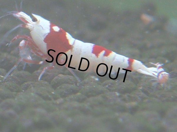 画像1: 080　C【4＋1】SHRIMP AWARD3連覇ブランドも超特価放出！SUPER FARM O2 (1)