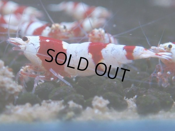 画像1: 061　C【4＋1】SHRIMP AWARD3連覇ブランドも超特価放出！SUPER FARM O2 (1)