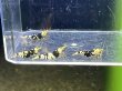 画像1: 002　C【4＋1】HY shrimp BFT2ペア4匹セット＊4＋1イベント１点扱い (1)