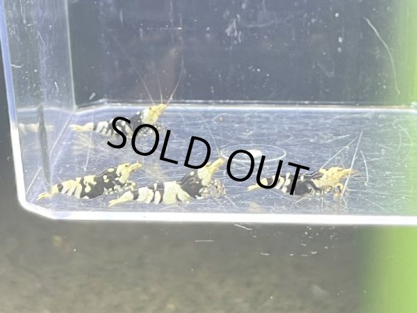 画像1: 002　C【4＋1】HY shrimp BFT2ペア4匹セット＊4＋1イベント１点扱い (1)