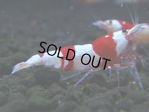 画像1: 065　C【4＋1】SHRIMP AWARD3連覇ブランドも超特価放出！SUPER FARM O2 (1)