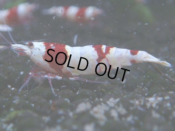 画像1: 052　C【4＋1】SHRIMP AWARD3連覇ブランドも超特価放出！SUPER FARM O2 (1)