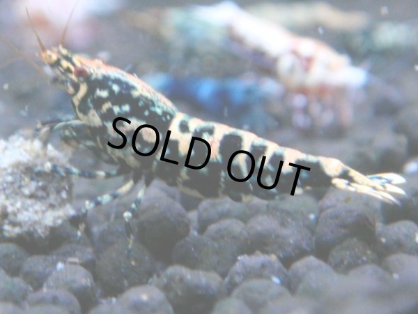 画像1: 005　R【4＋1】イベントお宝残りを超特価大放出！新種系色々MIX (1)
