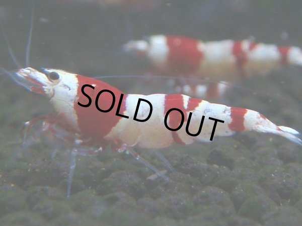 画像1: 075　C【4＋1】SHRIMP AWARD3連覇ブランドも超特価放出！SUPER FARM O2 (1)