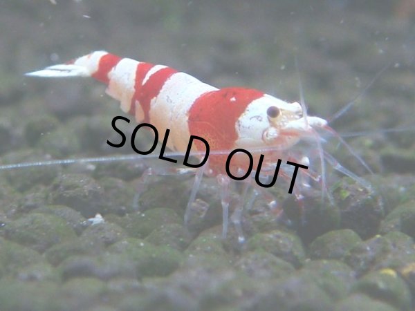 画像1: 076　C【4＋1】SHRIMP AWARD3連覇ブランドも超特価放出！SUPER FARM O2 (1)