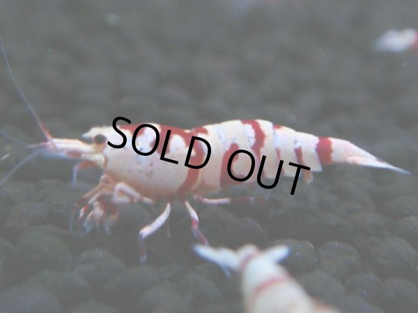画像1: 134　A【4＋1】モーニング一斉！朝から超特価！Fan Shrimp レッドファンシータイガー (1)