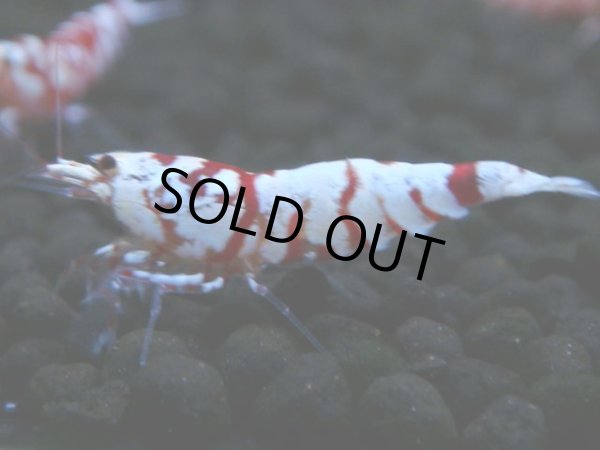 画像1: 135　A【4＋1】モーニング一斉！朝から超特価！Fan Shrimp レッドファンシータイガー (1)