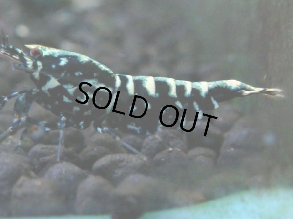 画像1: 149　P【4＋1】モーニング一斉！朝から超特価！HY shrimp BLACK&RED GALAXY (1)
