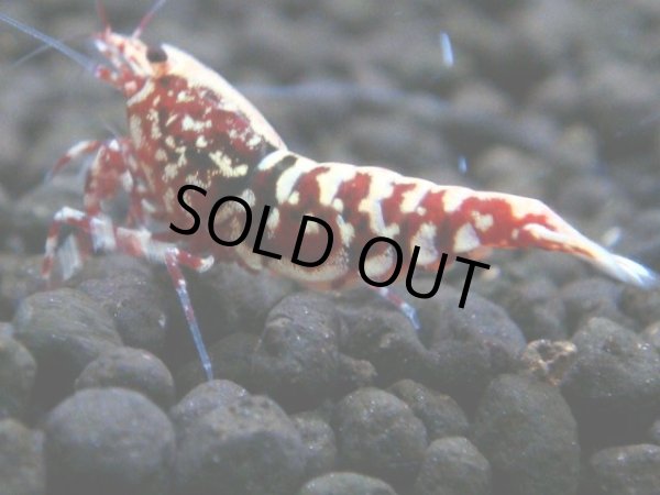 画像1: 150　P【4＋1】モーニング一斉！朝から超特価！HY shrimp BLACK&RED GALAXY 次回13時00分 サヤチャンスのコスパミドルとなります (1)