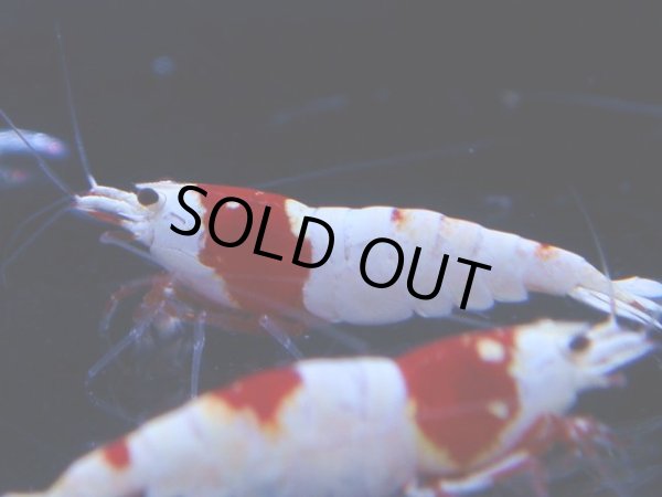 画像1: 104　C【4＋1】モーニング一斉！GWSPイベント直売個体！HY shrimp ハイグレードレッドビー！ (1)