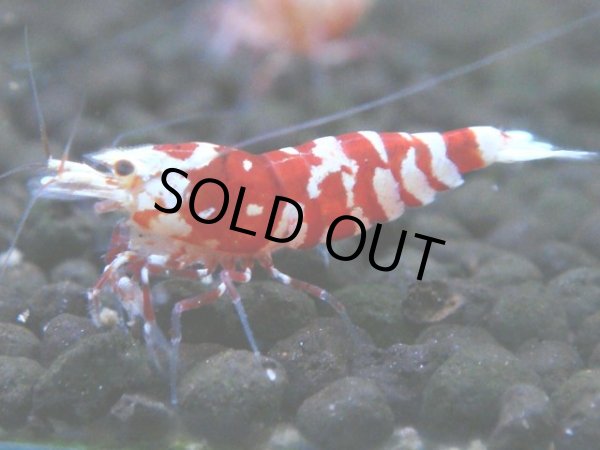 画像1: 139　A【4＋1】モーニング一斉！朝から超特価！Fan Shrimp レッドファンシータイガー (1)