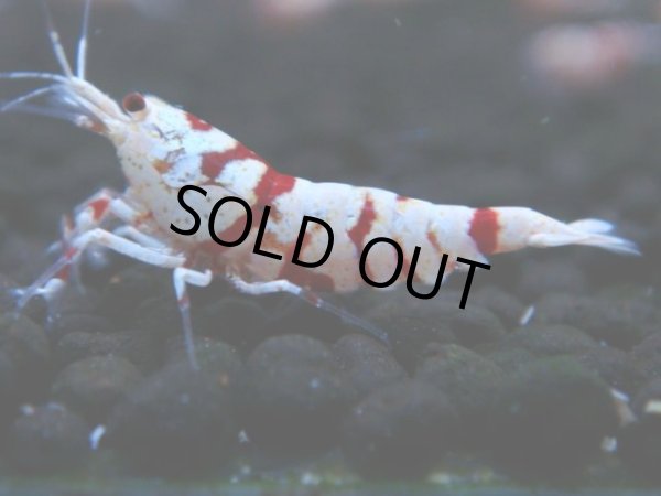 画像1: 123　A【4＋1】モーニング一斉！朝から超特価！Fan Shrimp レッドファンシータイガー (1)