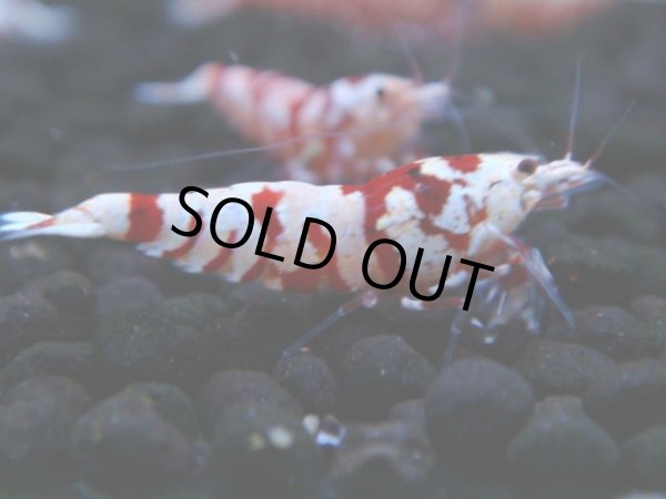 画像1: 124　A【4＋1】モーニング一斉！朝から超特価！Fan Shrimp レッドファンシータイガー (1)