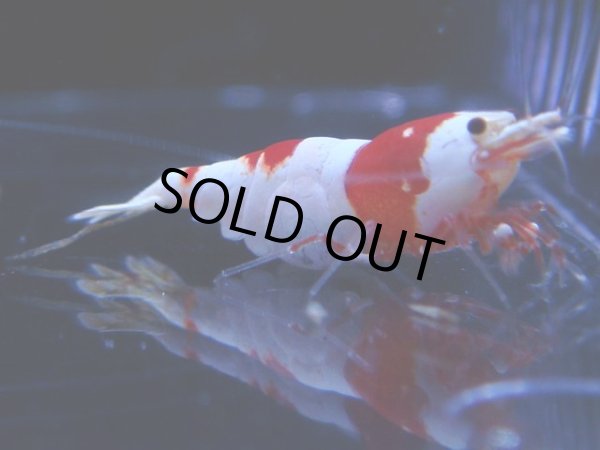 画像1: 108　C【4＋1】モーニング一斉！GWSPイベント直売個体！HY shrimp ハイグレードレッドビー！ (1)
