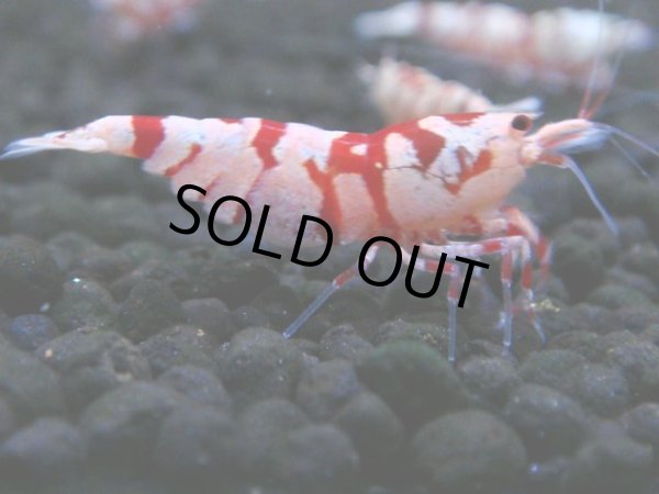 画像1: 133　A【4＋1】モーニング一斉！朝から超特価！Fan Shrimp レッドファンシータイガー (1)