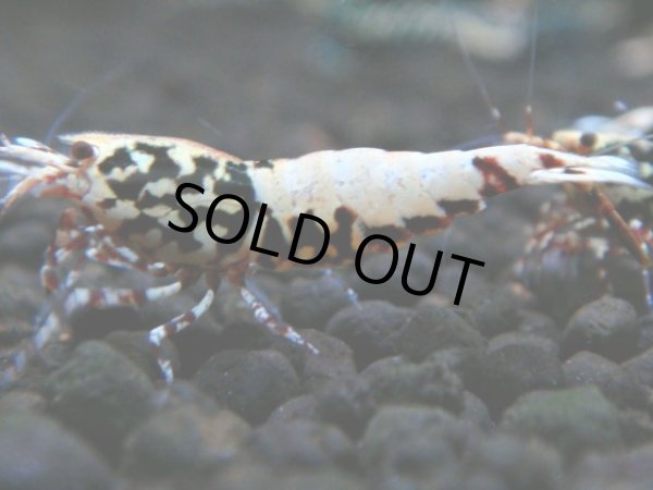 画像1: 143　P【4＋1】モーニング一斉！朝から超特価！HY shrimp BLACK&RED GALAXY (1)