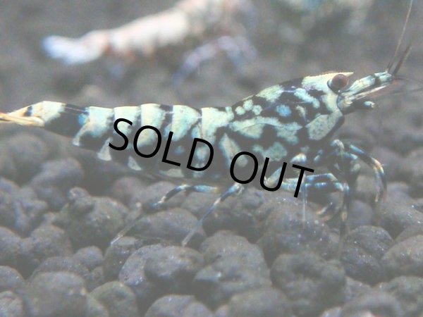 画像1: 147　P【4＋1】モーニング一斉！朝から超特価！HY shrimp BLACK&RED GALAXY (1)