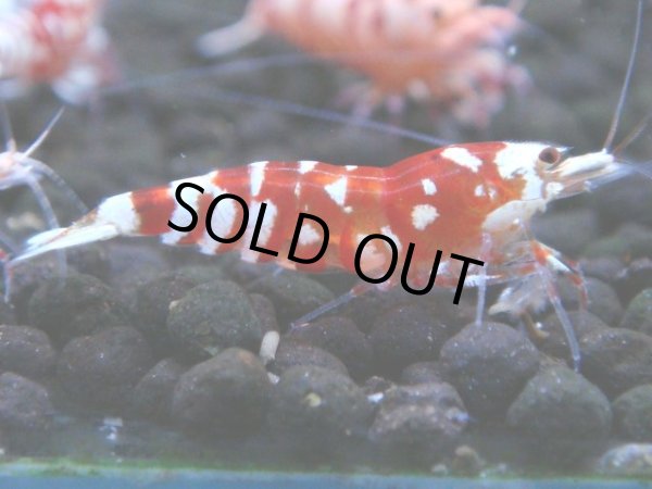 画像1: 129　A【4＋1】モーニング一斉！朝から超特価！Fan Shrimp レッドファンシータイガー (1)