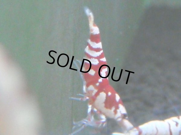 画像1: 138　A【4＋1】モーニング一斉！朝から超特価！Fan Shrimp レッドファンシータイガー (1)
