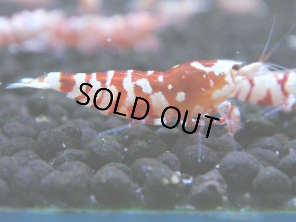 画像1: 122　A【4＋1】モーニング一斉！朝から超特価！Fan Shrimp レッドファンシータイガー (1)