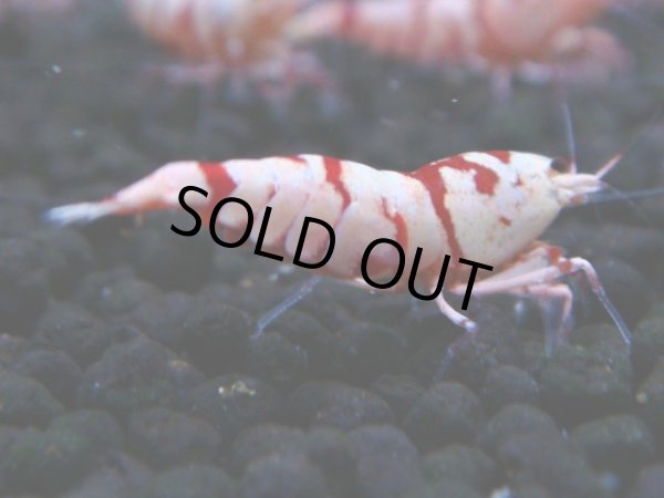 画像1: 125　A【4＋1】モーニング一斉！朝から超特価！Fan Shrimp レッドファンシータイガー (1)