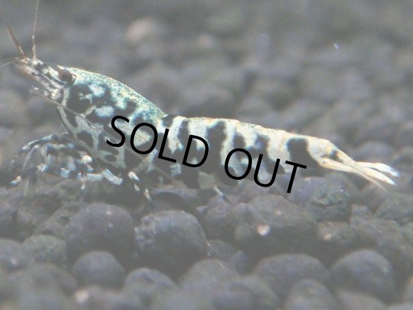 画像1: 148　P【4＋1】モーニング一斉！朝から超特価！HY shrimp BLACK&RED GALAXY (1)