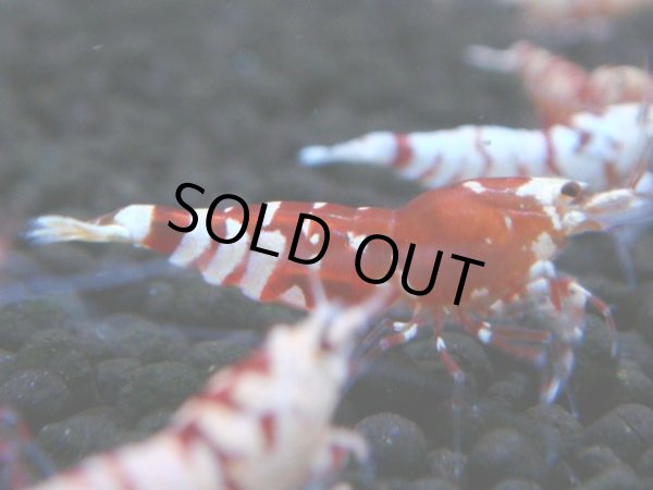 画像1: 130　A【4＋1】モーニング一斉！朝から超特価！Fan Shrimp レッドファンシータイガー (1)