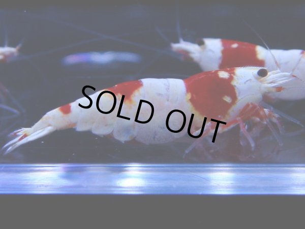 画像1: 103　C【4＋1】モーニング一斉！GWSPイベント直売個体！HY shrimp ハイグレードレッドビー！ (1)