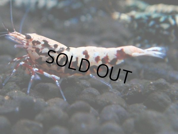 画像1: 142　P【4＋1】モーニング一斉！朝から超特価！HY shrimp BLACK&RED GALAXY (1)