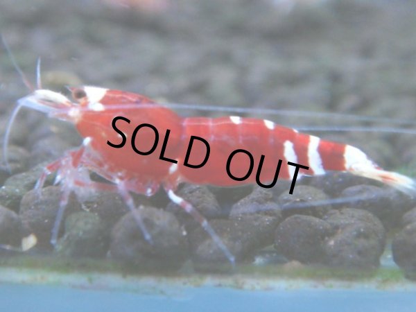 画像1: 121　A【4＋1】モーニング一斉！朝から超特価！Fan Shrimp レッドファンシータイガー (1)