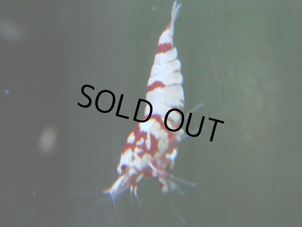 画像1: 127　A【4＋1】モーニング一斉！朝から超特価！Fan Shrimp レッドファンシータイガー (1)