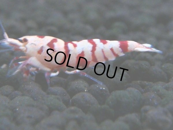 画像1: 140　A【4＋1】モーニング一斉！朝から超特価！Fan Shrimp レッドファンシータイガー (1)