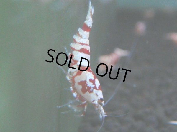 画像1: 137　A【4＋1】モーニング一斉！朝から超特価！Fan Shrimp レッドファンシータイガー (1)