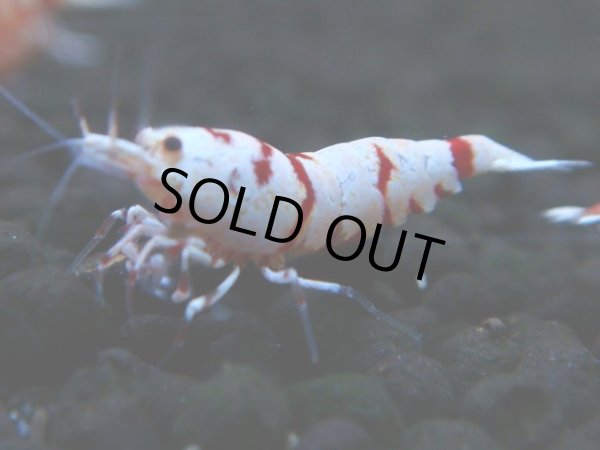 画像1: 131　A【4＋1】モーニング一斉！朝から超特価！Fan Shrimp レッドファンシータイガー (1)