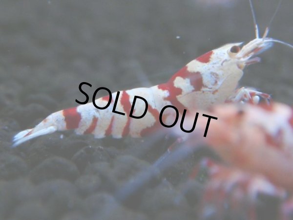 画像1: 132　A【4＋1】モーニング一斉！朝から超特価！Fan Shrimp レッドファンシータイガー (1)