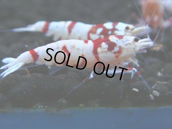 画像1: 128　A【4＋1】モーニング一斉！朝から超特価！Fan Shrimp レッドファンシータイガー (1)