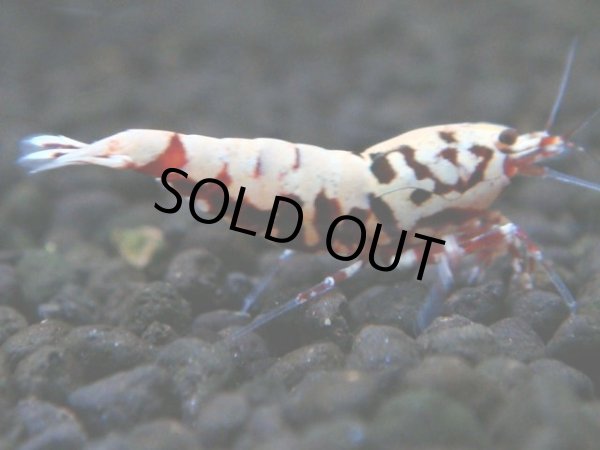 画像1: 144　P【4＋1】モーニング一斉！朝から超特価！HY shrimp BLACK&RED GALAXY (1)