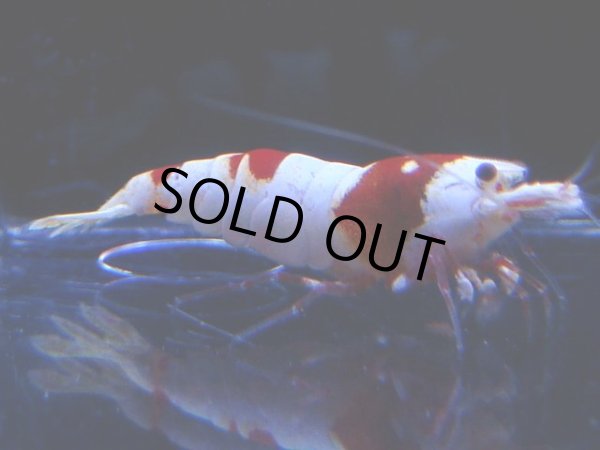 画像1: 106　C【4＋1】モーニング一斉！GWSPイベント直売個体！HY shrimp ハイグレードレッドビー！ (1)