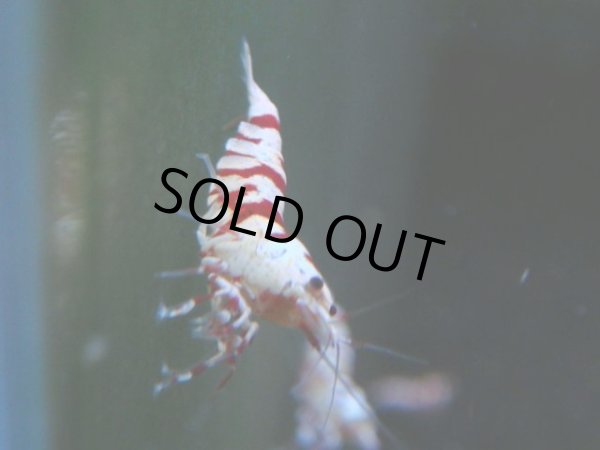 画像1: 126　A【4＋1】モーニング一斉！朝から超特価！Fan Shrimp レッドファンシータイガー (1)