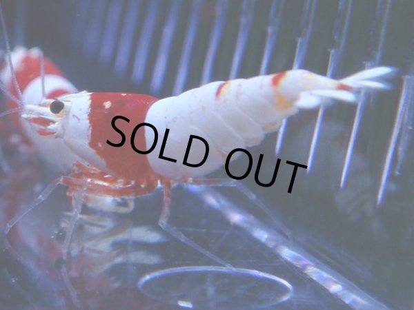 画像1: 107　C【4＋1】モーニング一斉！GWSPイベント直売個体！HY shrimp ハイグレードレッドビー！ (1)