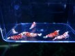 画像2: 1002　H【決算スペシャル！】Fan Shrimpのレッドファンシータイガー 抱卵含む画像プラケ内丸ごとセット (2)